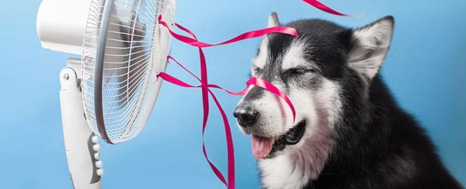 Dog stands in front of blowing fan with ribbons.