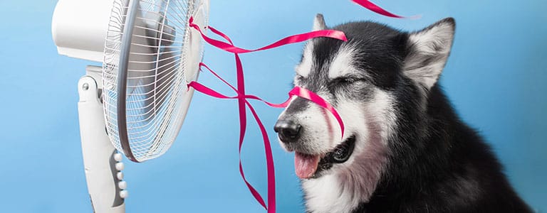 Dog stands in front of blowing fan with ribbons.