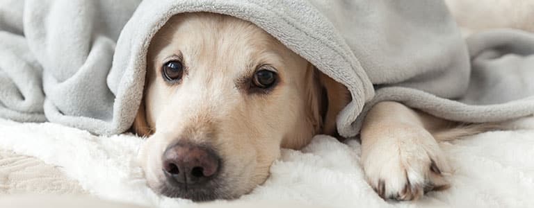 Lose Heat in Winter Dog huddles under blanket on a cold winter’s day.