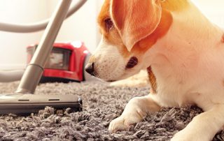 vacuuming a carpet next to her dog